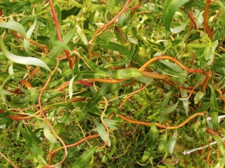 Traditii si superstitii in duminica Floriilor Traditii si
superstitii in duminica Floriilor