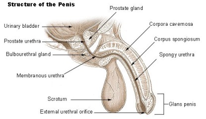 penis, anatomie penis, anatomie