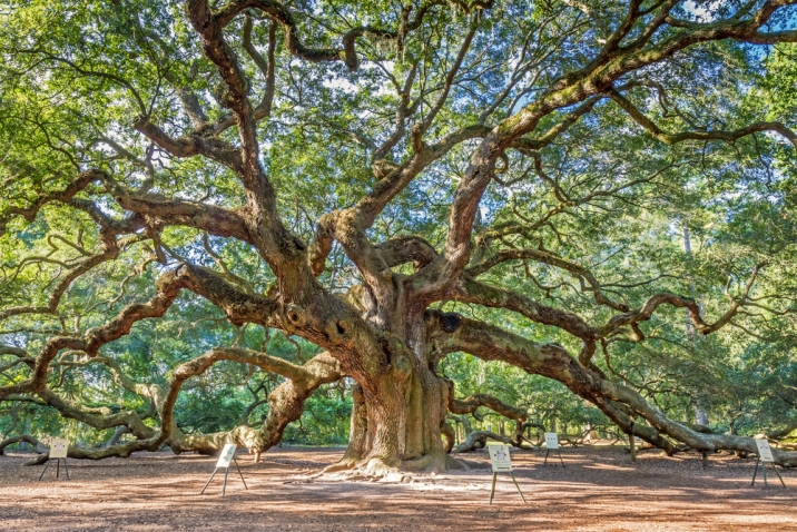 angel oak tree