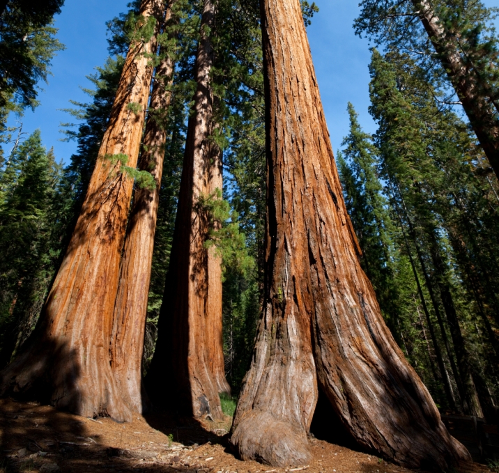 arborele de Sequoia