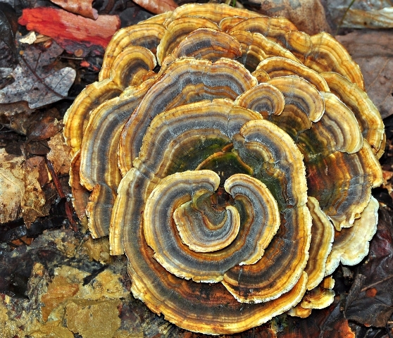 Ciuperca Coada de curcan