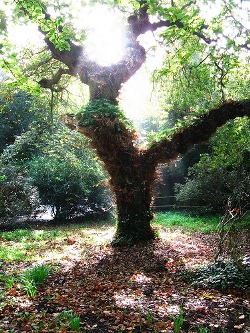 Testul Baum: Deseneaza un copac si afla cine esti cu adevarat Testul Baum: Deseneaza un copac si afla cine esti cu adevarat