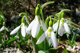 Sarbatoarea primaverii: Traditii, obiceiuri si superstitii de Martisor Sarbatoarea primaverii: Traditii, obiceiuri si superstitii de Martisor