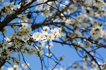 Traditii si superstitii in duminica Floriilor Traditii si
superstitii in duminica Floriilor