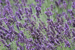 Plante rezistente la caldura: lavanda
