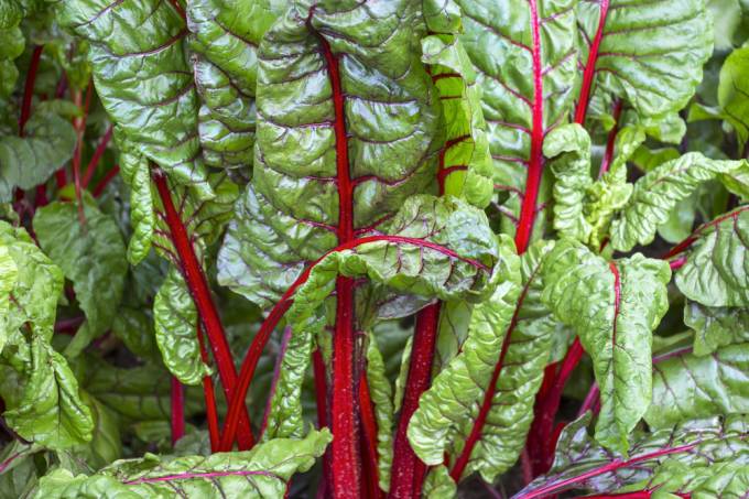 Mangold - frunzele de aur ale sanatatii. Beneficiile consumului de mangold