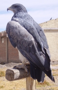 Panchpakshi Vultur