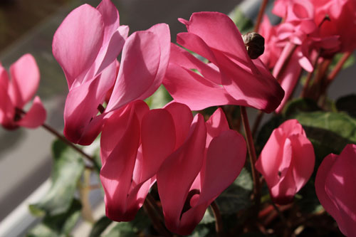 Plante+De+Apartament+Fara+Flori cyclamen iubitorii de flori de apartament detin cu siguranta in ...