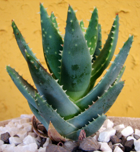 10 plante care scad glicemia si tin diabetul sub control, Aloe vera 10 plante care scad glicemia si tin diabetul sub control, Aloe vera