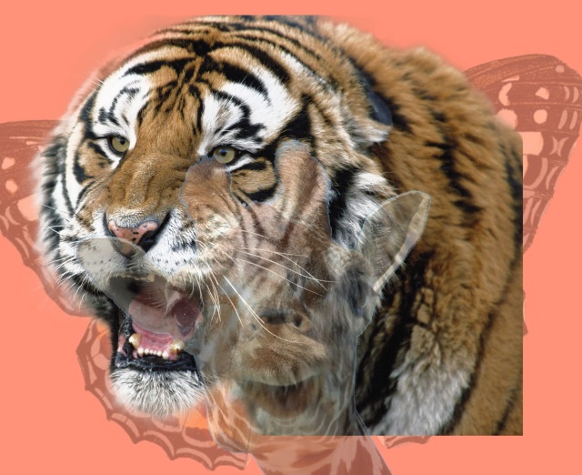 tigru, test de personalitate