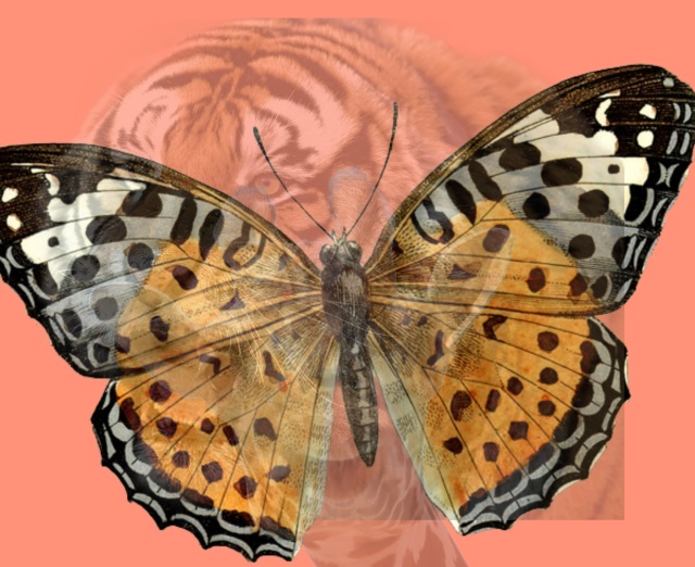 fluture, test de pesronalitate