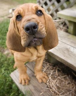 Bloodhound Copoiul De Saint Hubert