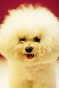 Bichon Frise