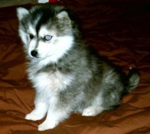 Husky pitic (Klee Kai de Alaska)