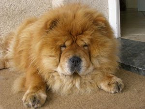 Chow Chow