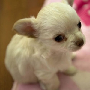 Chihuahua