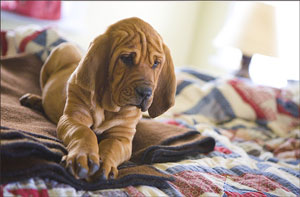 Bloodhound/Copoiul de Saint Hubert