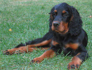 Gordon Setter