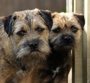 Border Terrier