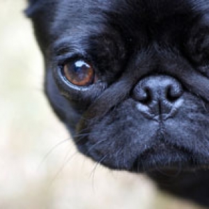Pug/ Mops/Carlin