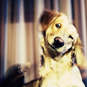 Labrador