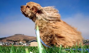 Cocker spaniel